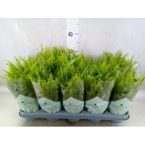 Nephrolepis exal. 'Green Moment'