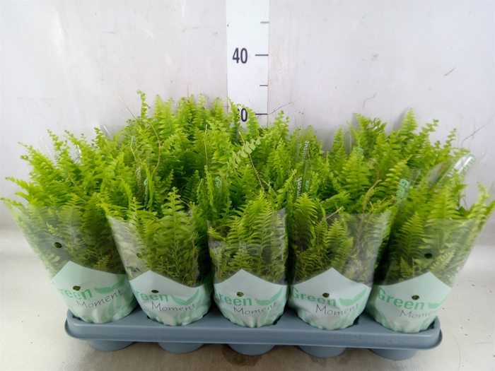 <h4>Nephrolepis exal. 'Green Moment'</h4>