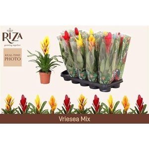 VRIES GEM 5 SRT