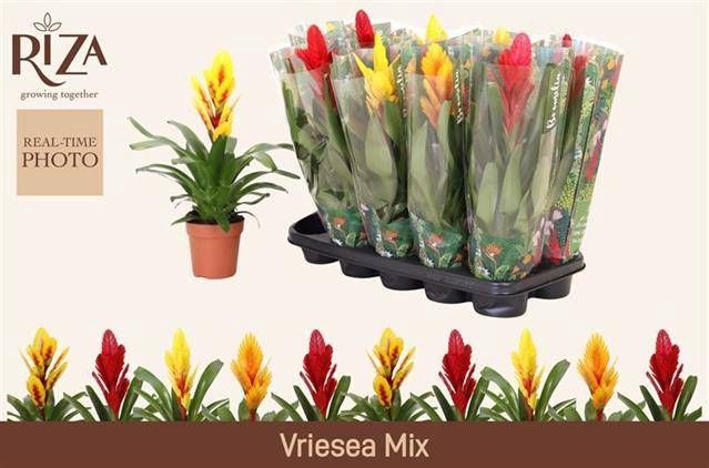 <h4>VRIES GEM 5 SRT</h4>
