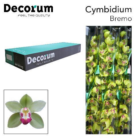 <h4>CYMB T BREMO Decorum 80cm.</h4>