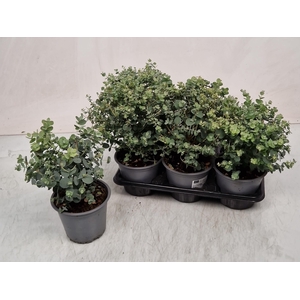 EUCAL GUNNII