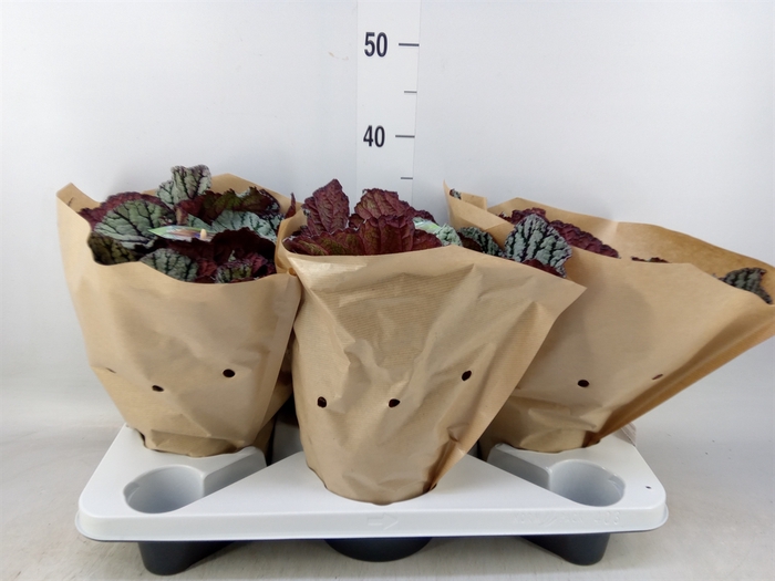 <h4>Begonia BD 'MagicColours Fedor'</h4>