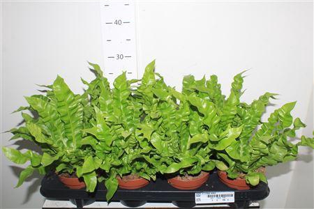 <h4>Asple Ni Crispy Wave</h4>