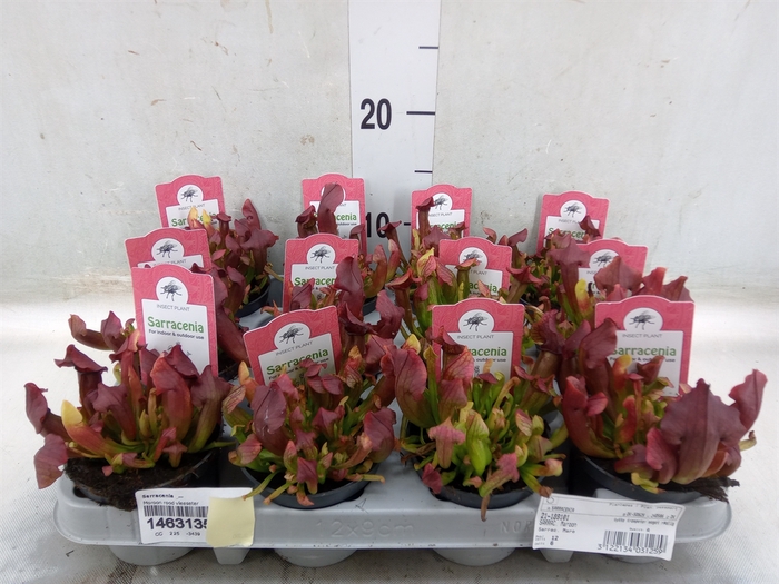 <h4>Sarracenia   ...</h4>