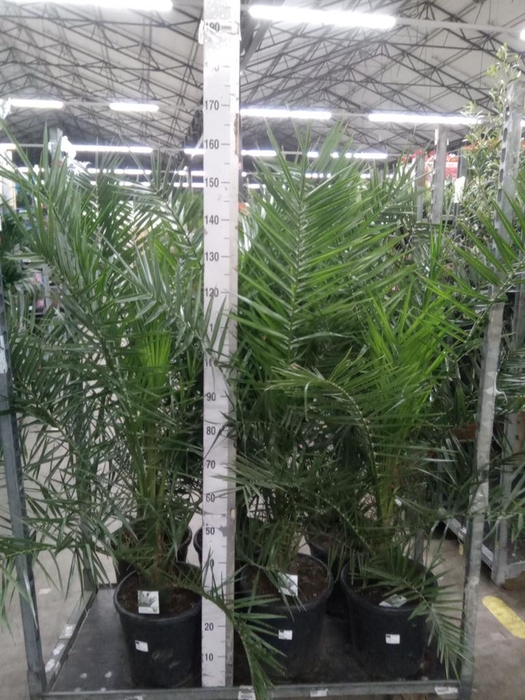 <h4>Phoenix canariensis</h4>