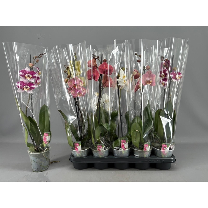 <h4>PHAL GEM 5 KL</h4>