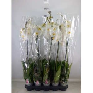 Phalaenopsis   ...white