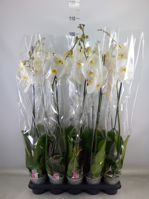 <h4>Phalaenopsis   ...white</h4>