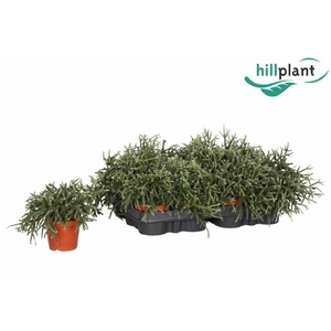 RHIPSALIS PILOCARPA