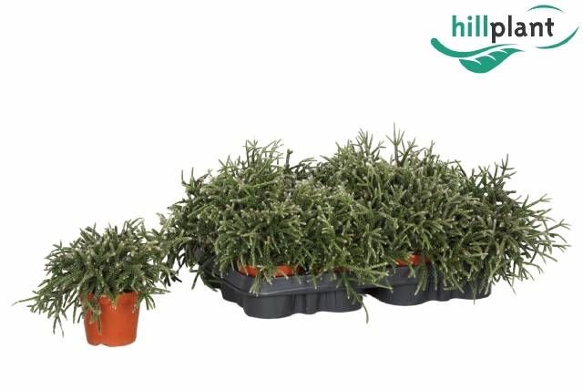 <h4>RHIPSALIS PILOCARPA</h4>