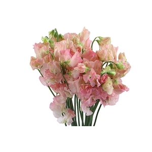 Lathyrus Parfum Salmon