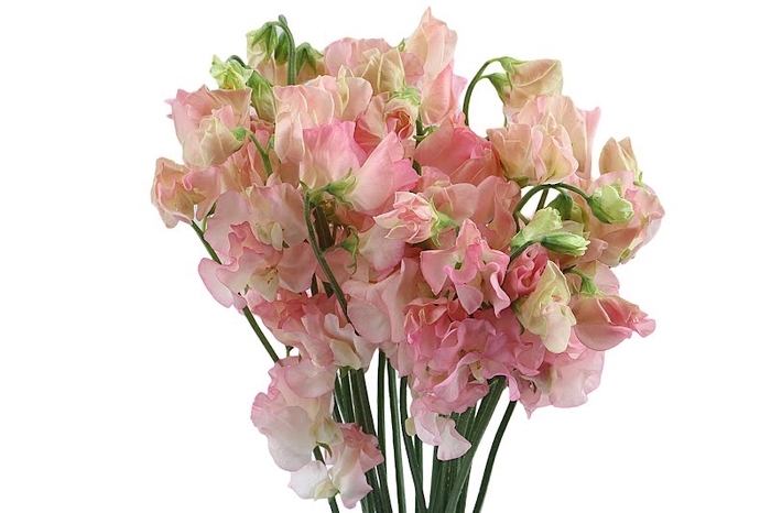 Lathyrus Parfum Salmon