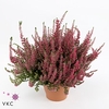 Calluna vulg. 'Beauty L Selly'