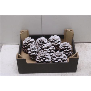 F-denneappels Sneeuw