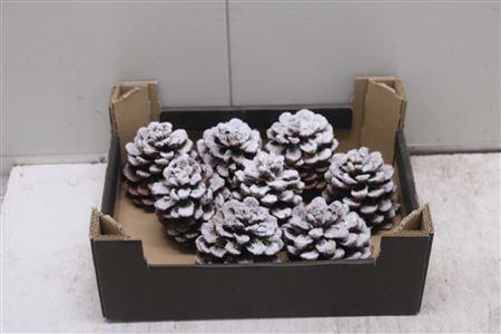 <h4>F-denneappels Sneeuw</h4>