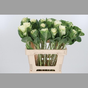 Brassica White Crane