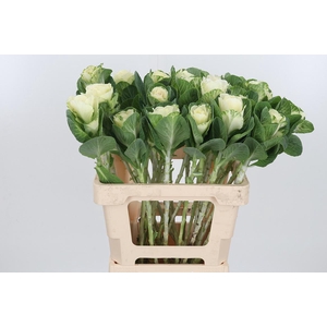 Brassica White Crane