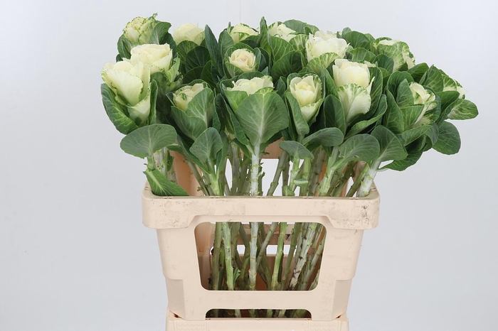 <h4>Brassica White Crane</h4>