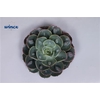 Echeveria Raindrop Cutflower Wincx-8cm