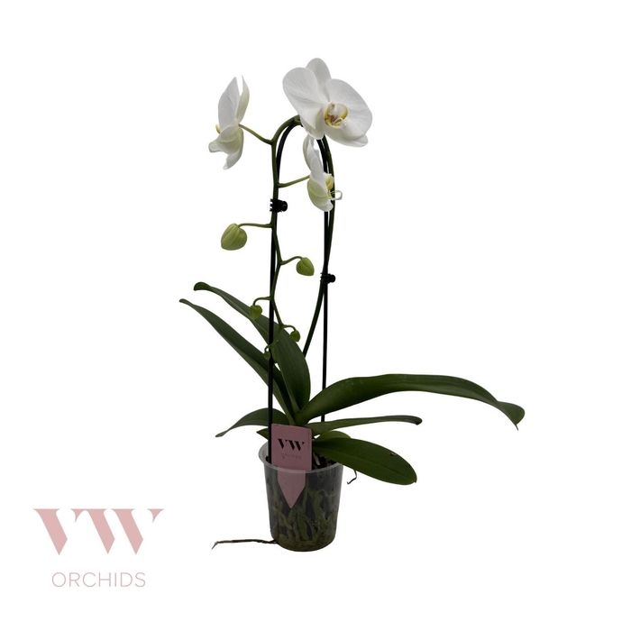 <h4>PHALAENOPSIS  'ELEGANT CASCADE' WHI</h4>