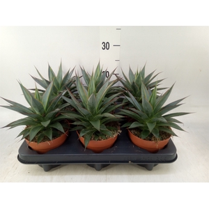 Haworthia pumila 'West Jogoo'