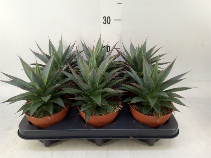 <h4>Haworthia pumila 'West Jogoo'</h4>