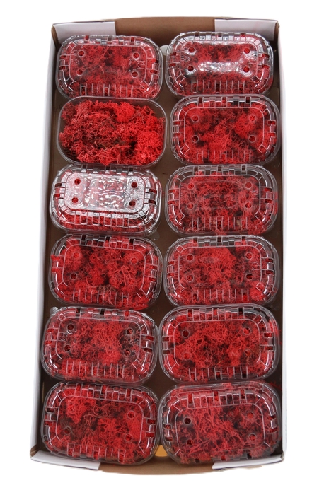 <h4>Mousse d'Islande rouge (lichen)</h4>