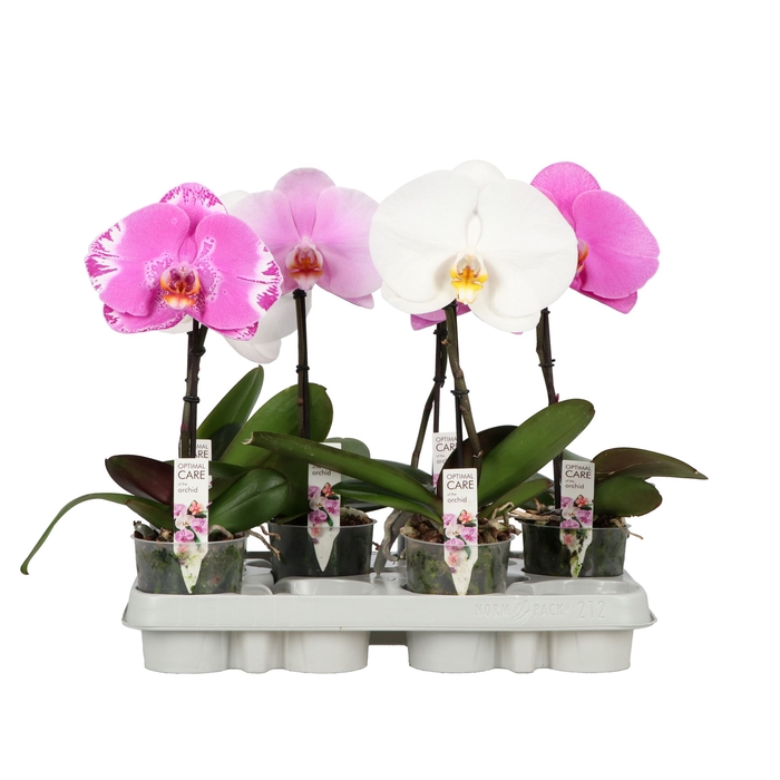 <h4>Phalaenopsis   ...mix</h4>