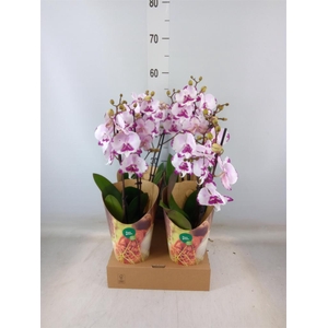 Phalaenopsis   ...rose