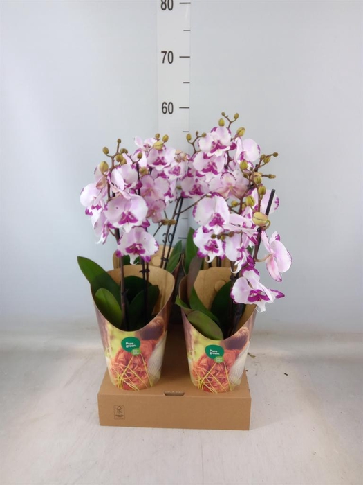 <h4>Phalaenopsis   ...rose</h4>