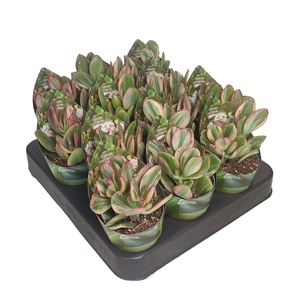 CRASS OVATA