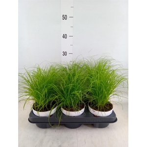 CYPERUS ALTERNIFOLIUS  ZUMULA  PROM