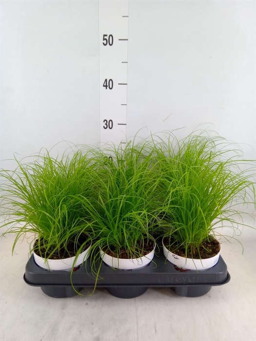 <h4>Cyperus alternifolius 'Zumula'</h4>