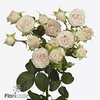 Rosa spray sofie