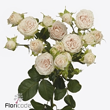 <h4>Rosa spray sofie</h4>