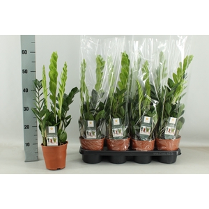 ZAMIO ZAMIIFOLIA