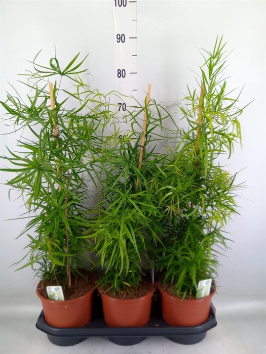 <h4>Asparagus falcatus</h4>