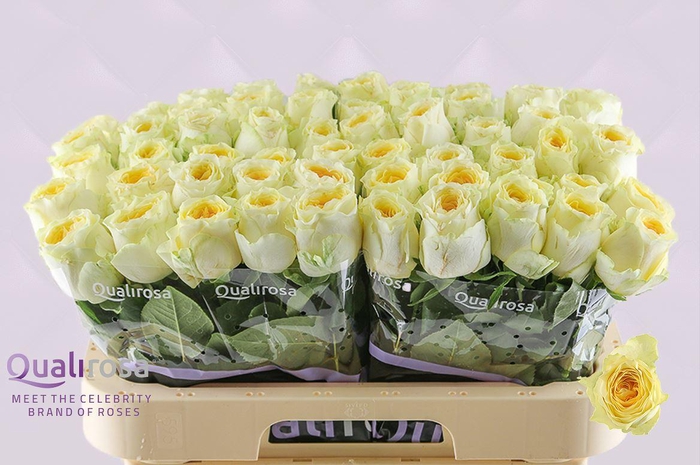 <h4>R Gr Buttercup</h4>