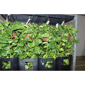 JIBOIA VERDE C21 PENDENTE