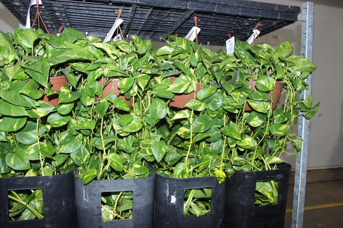 <h4>JIBOIA VERDE C21 PENDENTE</h4>