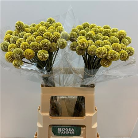 <h4>CRASPEDIA XTRA</h4>