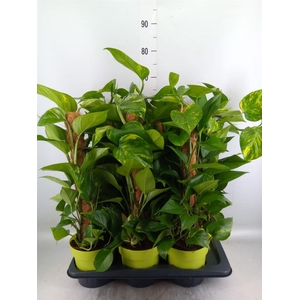 Epipremnum pinn.   ...moss stick