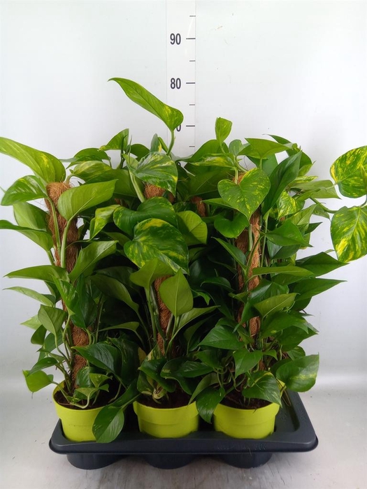 <h4>Epipremnum pinn.   ...moss stick</h4>