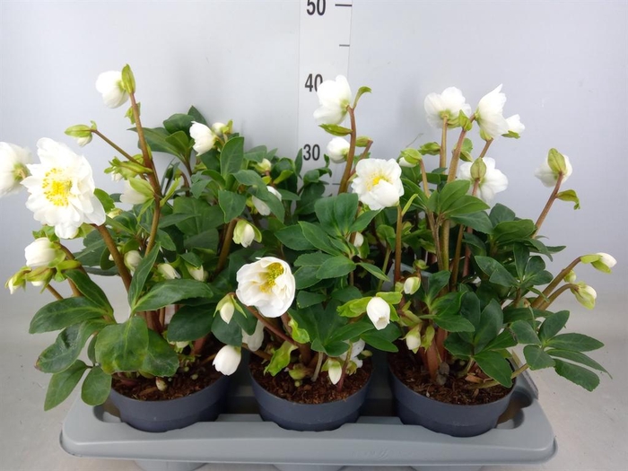 <h4>Helleborus niger</h4>