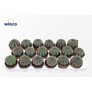 Gymnocalycium Baldianum