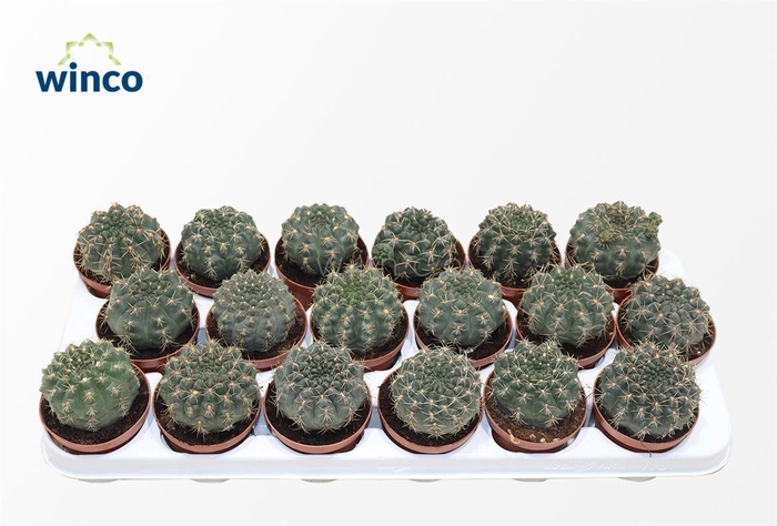 <h4>Gymnocalycium Baldianum</h4>