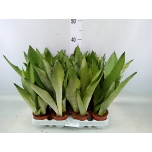 Sansevieria trifa. 'Moonshine'