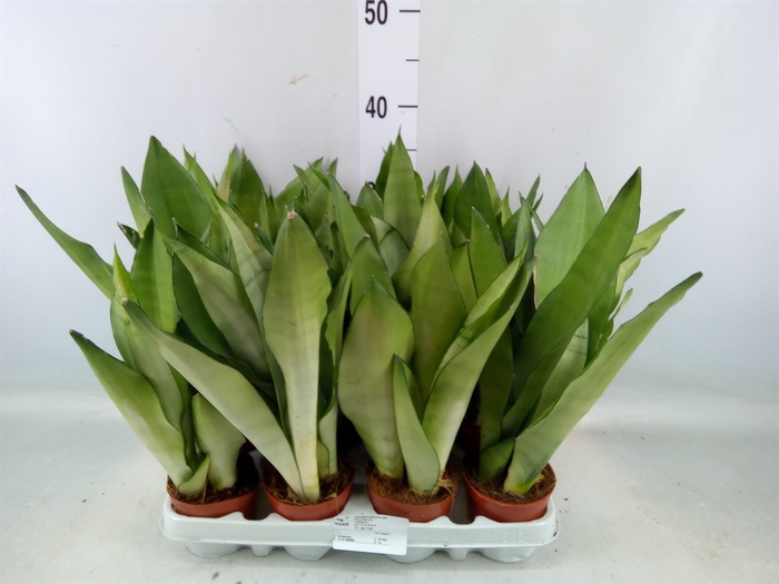 <h4>Sansevieria trifa. 'Moonshine'</h4>