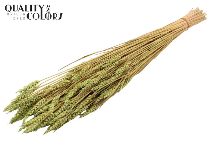 <h4>Triticum (sunbleached) per bunch Frosted Mint green</h4>